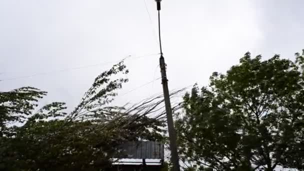 Τυφώνας Άνεμος Λυγίζει Δέντρα Δυνατός Άνεμος Στην Πόλη — Αρχείο Βίντεο