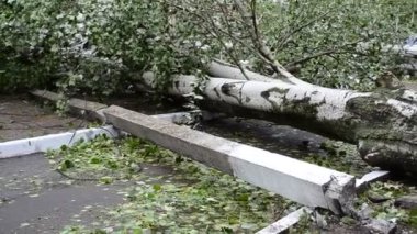 Kolonlar ve güç hattı desteği. Bir kasırgadan sonra ağaç devrildi..