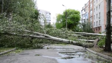 Yoldaki devrilmiş ağaçlar, kablolar. Şehirde kasırga var..