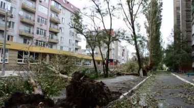 Ağaçları büküyorum. Şiddetli rüzgar.