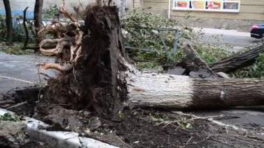 Dolu ağaç. Bahçedeki devrilmiş kavak ağacı..