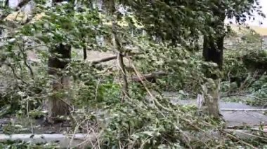 Şiddetli rüzgar. Şehirde güçlü rüzgar var..