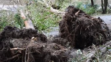 Kavak kökleri. Bir kasırgadan sonra ağaç devrildi..