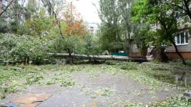 Şiddetli rüzgar. Güçlü bir rüzgara ateş etmek.