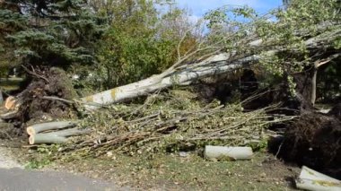 Kasırgadan sonra kırılan ağaçlar. Kasırganın sonuçlarına katlanmak.