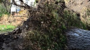 Kırık ağaçlar. Devrilen ağaçların kökleri. Kasırgadan sonra.