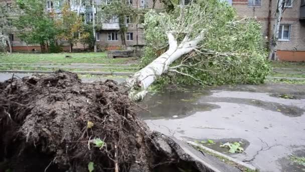 Стрельба Время Урагана Дерево Вырвано Корнями — стоковое видео