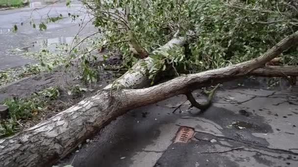 Sterke Wind Stad Camera Staat Een Orkaanzone — Stockvideo