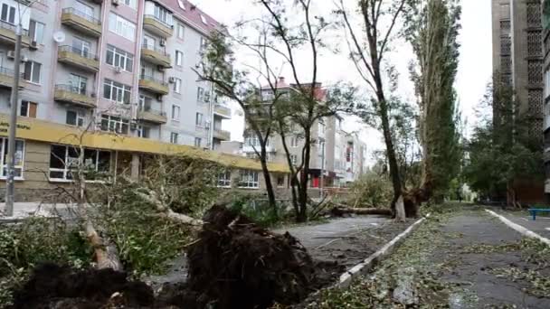Гнучкі Дерева Силовий Вітер Гейла — стокове відео