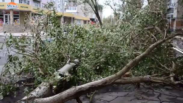 Omgevallen Bomen Camera Staat Een Orkaanzone — Stockvideo