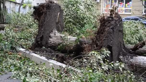 Gevulde Straatbomen Gebroken Bomen — Stockvideo