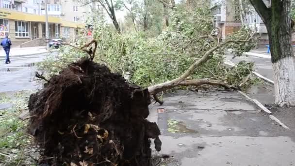 Der Umgestürzte Baum Sehr Starker Wind Kräfte Von Den Füßen — Stockvideo