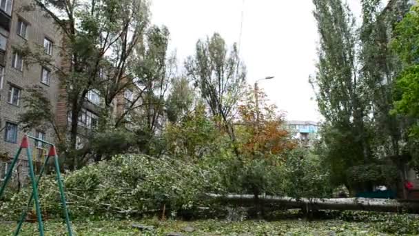 院子里倒了下来的杨树 飓风过后的院子 — 图库视频影像