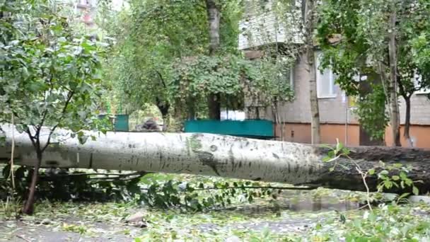 Наповнене Дерево Після Урагану — стокове відео