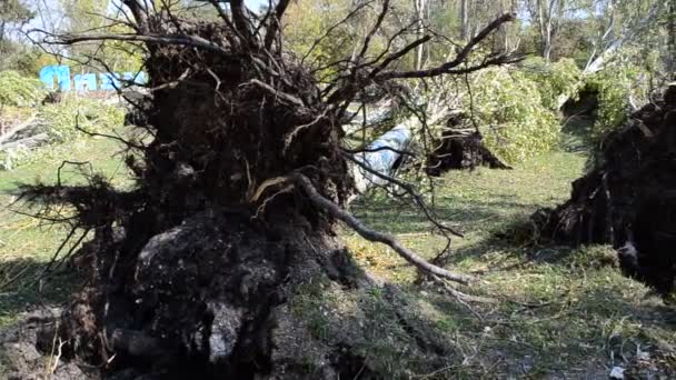 倒下的树的根 飓风过后 飓风过后的白杨树冰川 — 图库视频影像