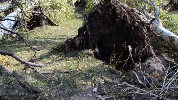 Dreharbeiten Nach Einem Hurrikan Dreharbeiten September — Stockvideo