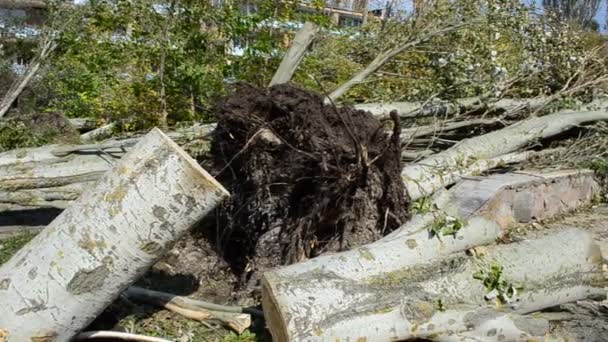 Les arbres cassés après un ouragan. Prise de vue des conséquences d'un ouragan .