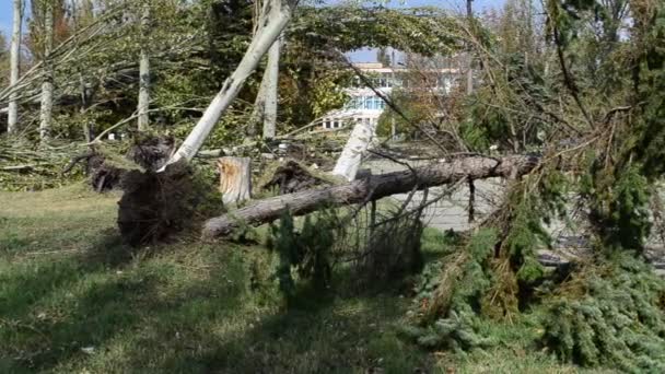 Set Van Omgevallen Bomen Schieten Stad Lijn — Stockvideo