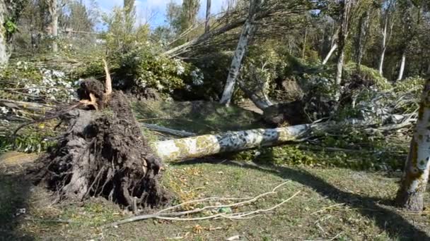 Sonbahar Kasırgası Bir Sürü Sökülmüş Ağaç Var Kasırgadan Sonra Çekim — Stok video