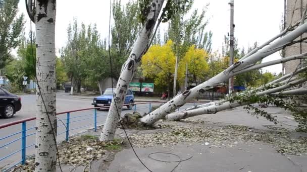 Strzelanie Konsekwencjami Huraganu Samochody Miasto Które Upadło Przez Huragan Drzew — Wideo stockowe
