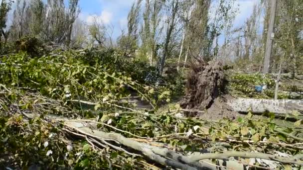 飓风过后 那些倒下的树 用枪弹射击 — 图库视频影像