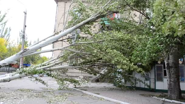 Розбиті Дерева Після Урагану Дорога Заповнена Опалими Деревами — стокове відео