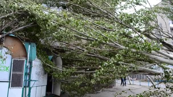 ハリケーンの後 建物の屋根の上の木 市内での銃撃 — ストック動画