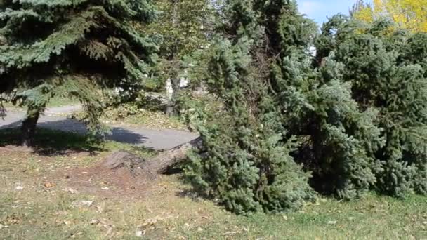 Le pin plein. Tir après un ouragan .