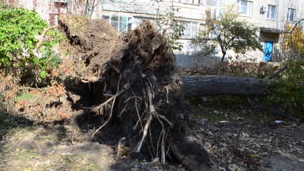 Fallen Tree Hurricane Fallen Tree Hurricane — Stock Video