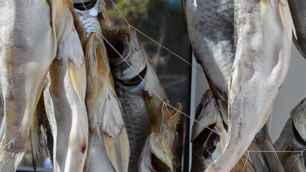 Pike Perch Also Roach Preparation Shooting Macro — Stock Video