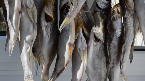 Secado Pescado Preparación Pescado — Vídeos de Stock