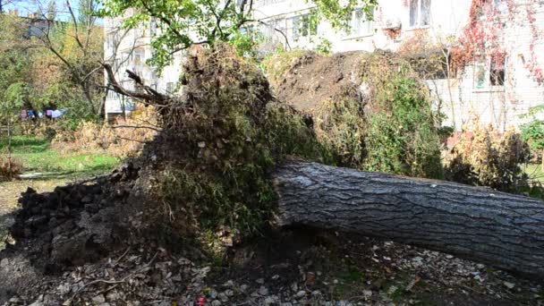 Racines Des Arbres Tombés Après Ouragan Les Arbres Cassés — Video