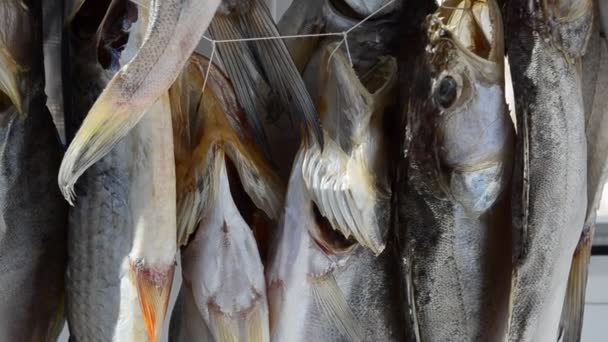 Preparación Pescado Secado Pescado — Vídeos de Stock