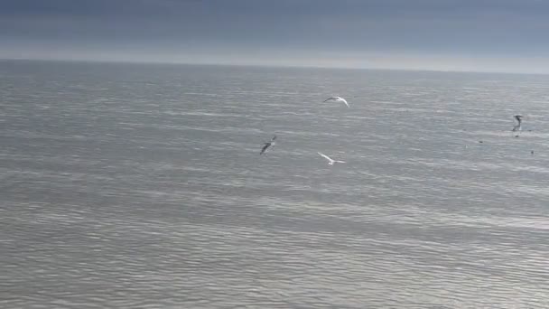 海の上にカモメ カモメと水平線 — ストック動画