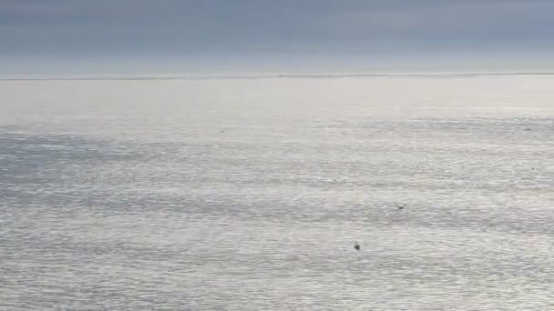 海の上にカモメ 指揮による射撃 — ストック動画