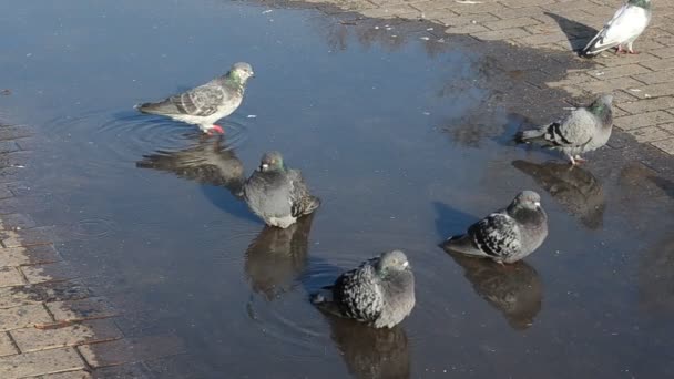 Tauben Wasser Vogelbaden — Stockvideo