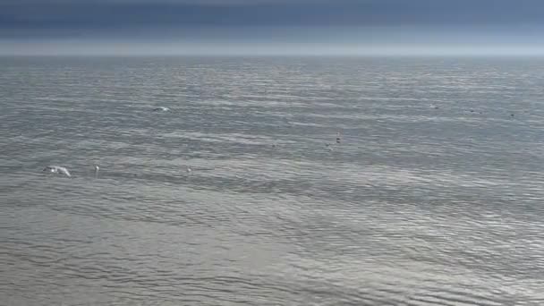 Morze Ptaki Strzelanina Jesienią — Wideo stockowe