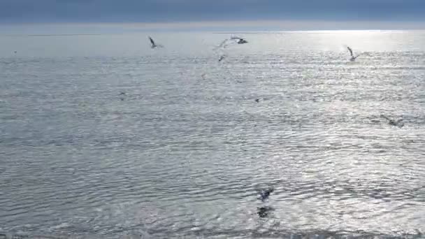 Het Zijn Veel Meeuwen Lucht Zon Meeuwen — Stockvideo