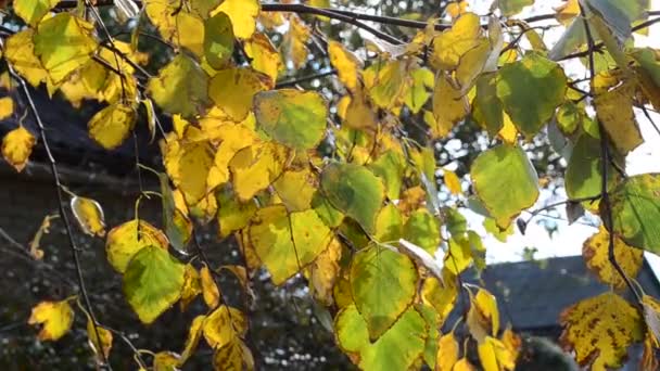 Jesienny Krajobraz Wyjeżdża Październiku — Wideo stockowe