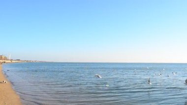 Kumsal ve deniz. Kumsaldaki martılar