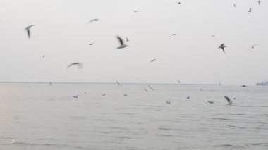 Denizin üzerinde bir sürü martı var. Bir sürü kuş.