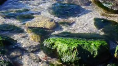 Yosun ve taşlar. Şeffaf alt