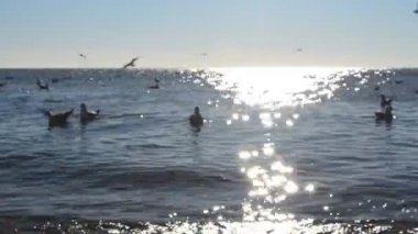 Güneş ışınlarındaki sudaki martılar. Güneş ve güvercinler