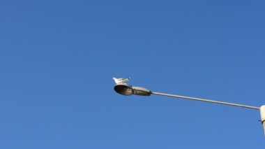 Martılar bir lambanın üzerine oturur. Gökyüzünde lambalar yanıyor.