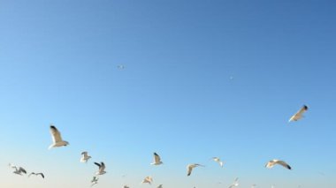 Martılar gökyüzüne karşı. Gökyüzüne karşı martılar