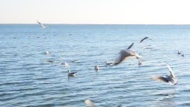 Giro Gaviotas Sobre Mar Alimentación Gaviotas — Vídeo de stock