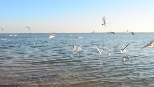 Flight Seagull Seagulls Sea — Stock Video