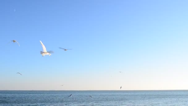 Fiskmåsar Mot Himlen Fiskmåsar Över Havet — Stockvideo