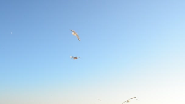 海鸥在天空中 海鸥与大海 — 图库视频影像