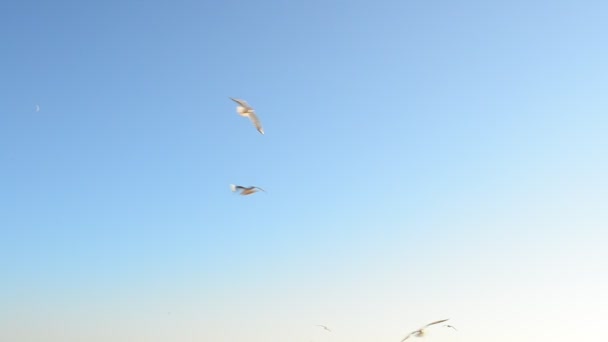 Fiskmåsar Himlen Fiskmåsar Och Hav — Stockvideo